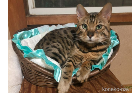 販売中のベンガルの親猫